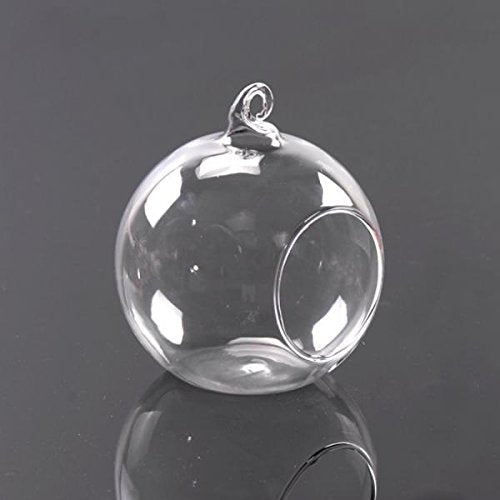 Maxxlite Glass Flower Vase (8 cm, Clear)