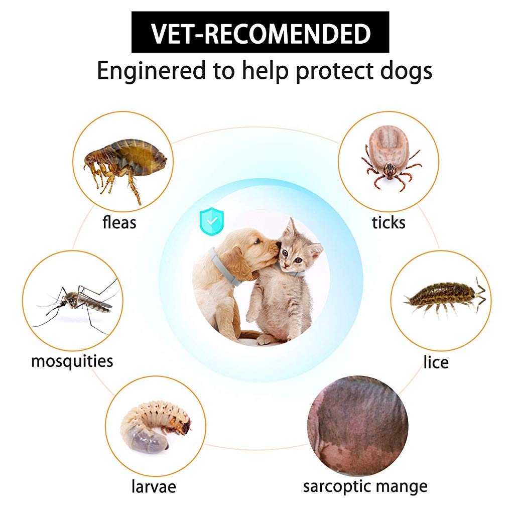 Maxxlite Flea and Tick Collar - 8 Month Protection Adjustable Waterproof Collar for Dog Puppy Kitten Cats, Natural & Safe Efficiently Repell Locust Lice of Pets (for Dog and Cat) (Grey)