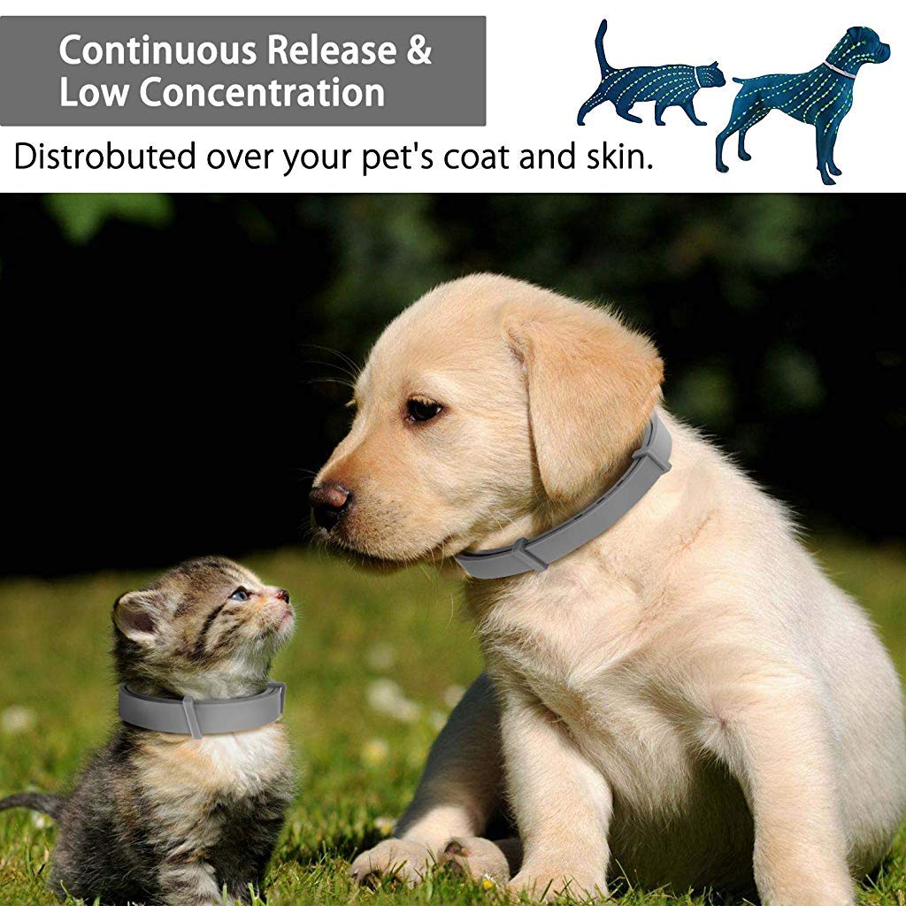 Maxxlite Flea and Tick Collar - 8 Month Protection Adjustable Waterproof Collar for Dog Puppy Kitten Cats, Natural & Safe Efficiently Repell Locust Lice of Pets (for Dog and Cat) (Grey)